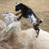 Baby Goat on Ram