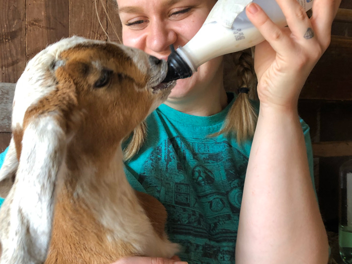 young woman feeding baby goat