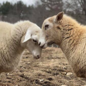 Sheep
