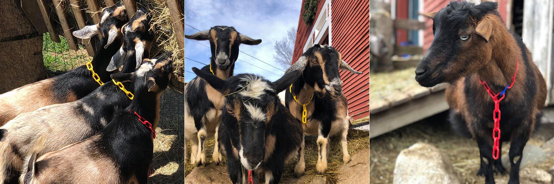 Goats at Three Charm Farm