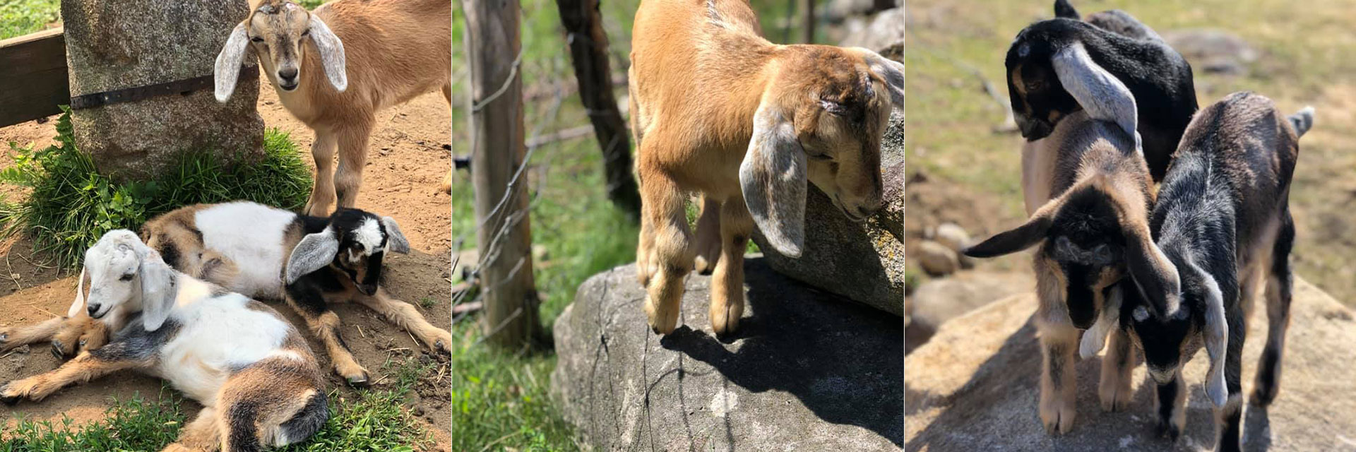 Baby Goats at Three Charm Farm