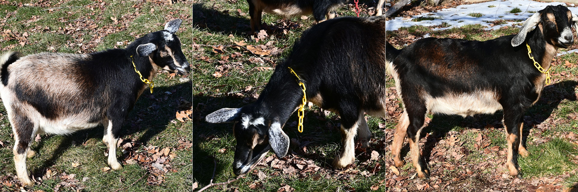 Goats at Three Charm Farm