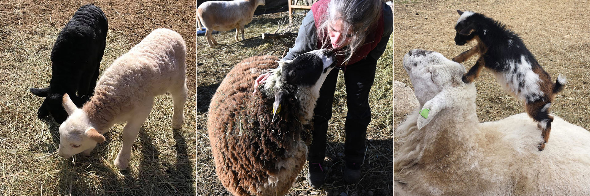 Sheep at Three Charm Farm