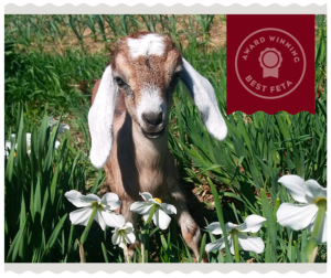 Baby Goat at Three Charm Farm
