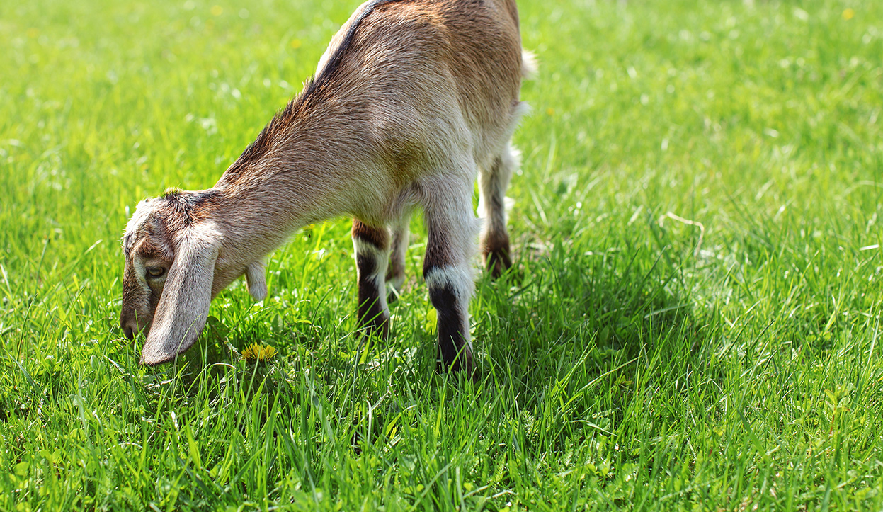 Goat in field